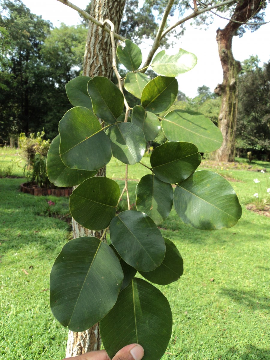 Pterocarpus santalinus L.f.